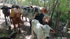 finca en venta Honda Tolima – finca vereda Bremen  - Finca en Honda, Tolima
